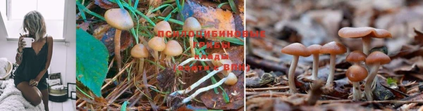 шишки Балахна